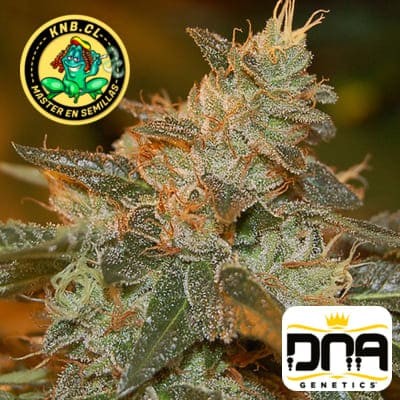 Cataract Kush de DNA Genetics semillas cannabis