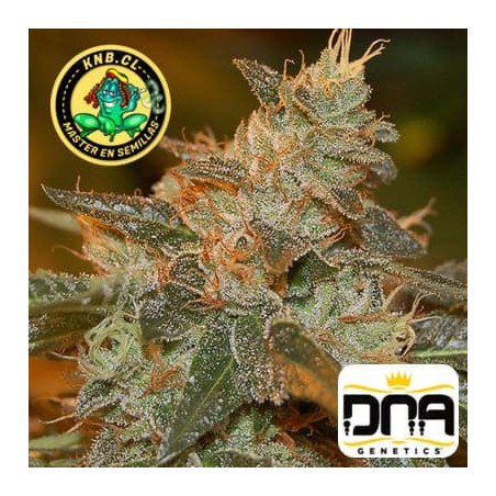 Cataract Kush de DNA Genetics semillas cannabis