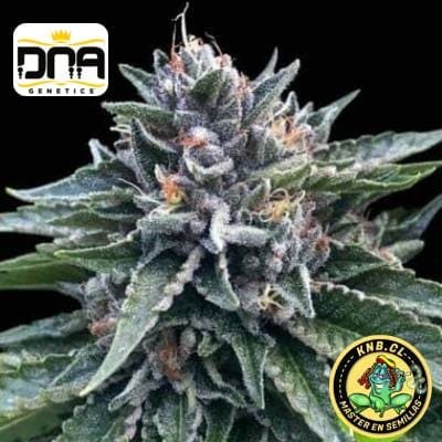 Sorbet 4 DNA Genetics semillas