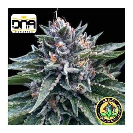 Sorbet 4 DNA Genetics semillas