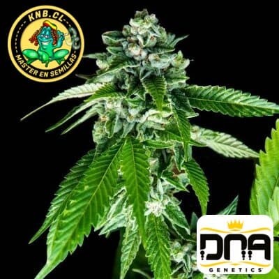 Sorbet Dreams de DNA Genetics semillas