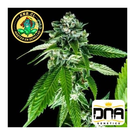Sorbet Dreams de DNA Genetics semillas
