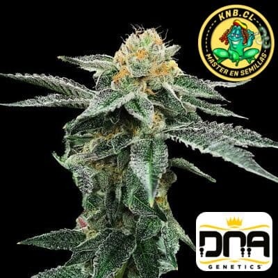 Kosher Cookies DNA Genetics  semillas