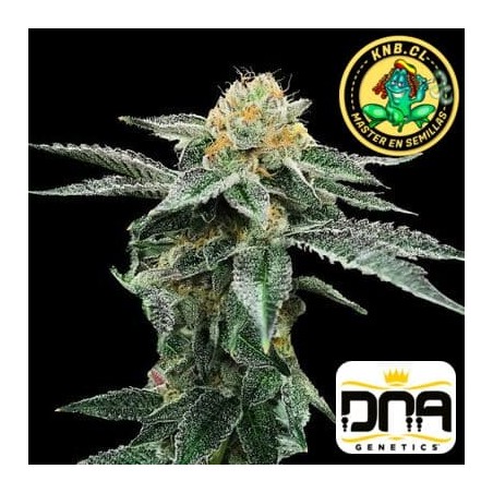 Kosher Cookies DNA Genetics  semillas