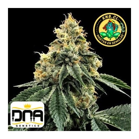 Kosher Dawg DNA Genetics semillas