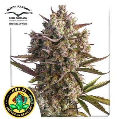 Auto Blueberry de Dutch Passion semillas