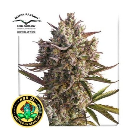 Auto Blueberry de Dutch Passion semillas