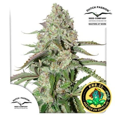 auto colorado cookies Dutch Passion semillas