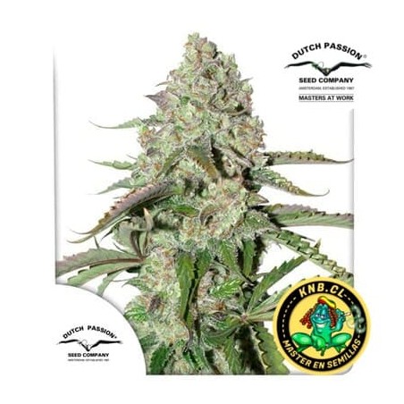 auto colorado cookies Dutch Passion semillas