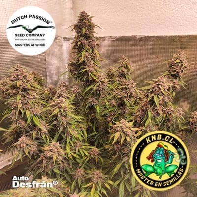 Semillas cannabis auto Desfran Dutch Passion