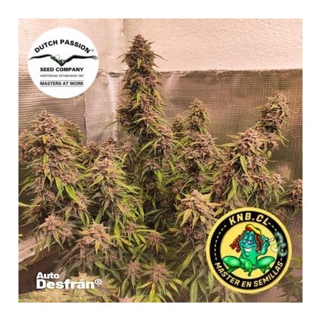 Semillas cannabis auto Desfran Dutch Passion