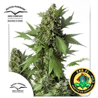 semillas cannabis auto duck de Dutch Passion