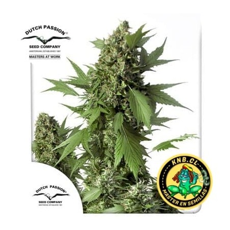 semillas cannabis auto duck de Dutch Passion