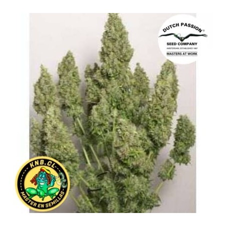 auto Mazar semillas marihuana Dutch Passion