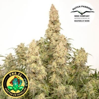 auto Orange Bud semillas marihuana Dutch Passion