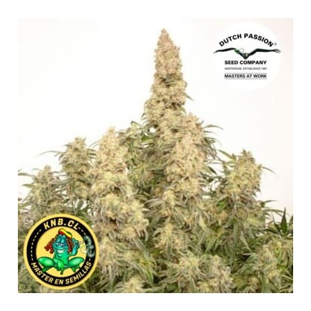auto Orange Bud semillas marihuana Dutch Passion