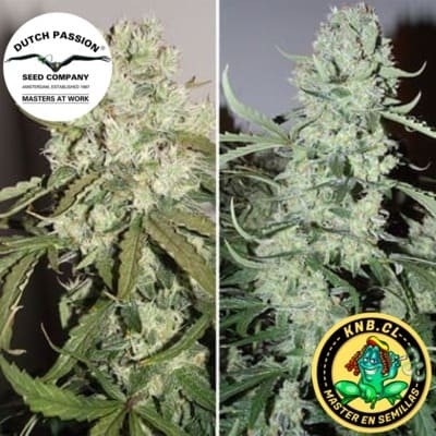auto Ultimate semillas marihuana Dutch Passion