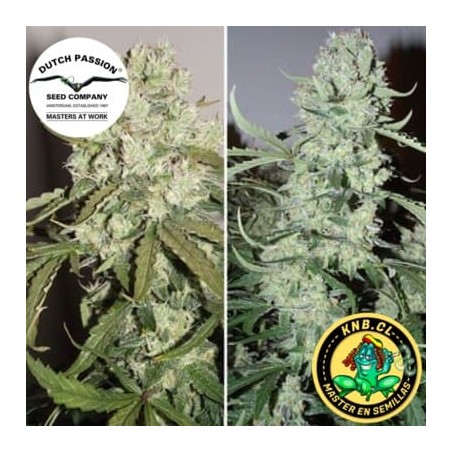 auto Ultimate semillas marihuana Dutch Passion