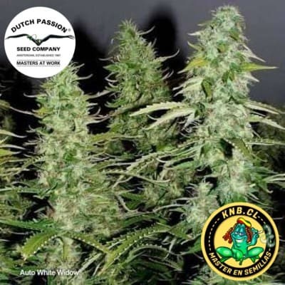 auto White Widow Dutch Passion semillas