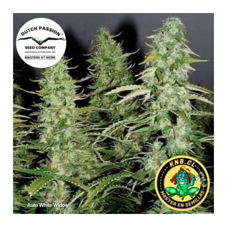auto White Widow Dutch Passion semillas