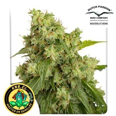 Semillas cannabis auto Xtreme de Dutch Passion