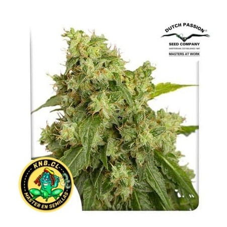Semillas cannabis auto Xtreme de Dutch Passion