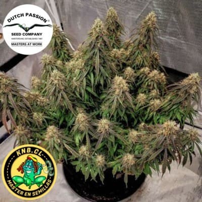 auto Power Plant semillas cannabis Dutch Passion