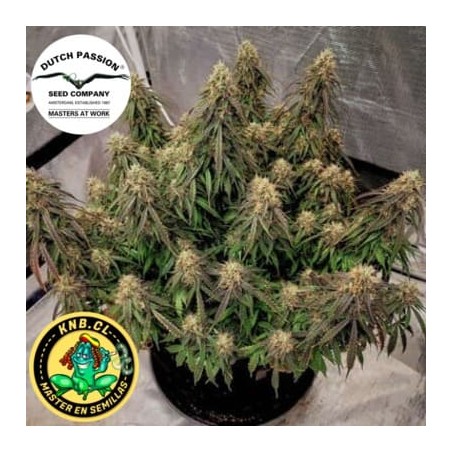 auto Power Plant semillas cannabis Dutch Passion