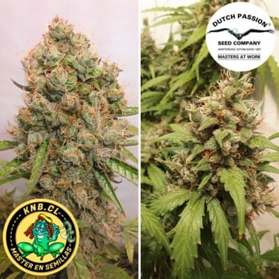 auto Critical Orange Punch Dutch Passion semillas