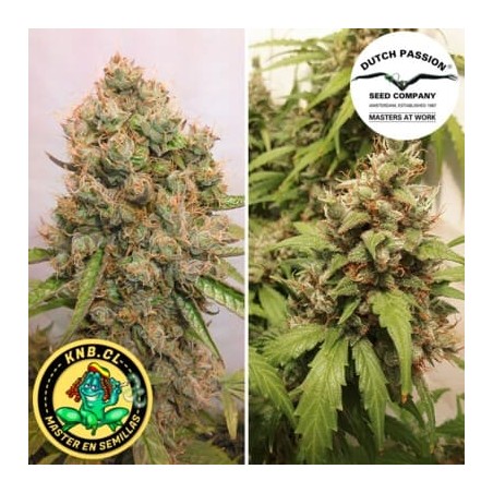 auto Critical Orange Punch Dutch Passion semillas