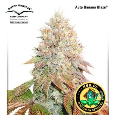 Banana Blaze auto Dutch Passion semillas