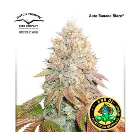 Banana Blaze auto Dutch Passion semillas