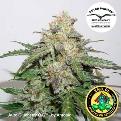 Auto Glueberry OG Dutch Passion semillas