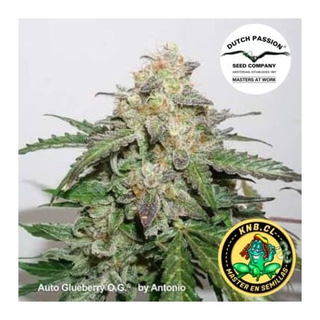 Auto Glueberry OG Dutch Passion semillas