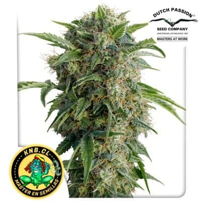 Auto Daiquiri Lime Dutch Passion semillas