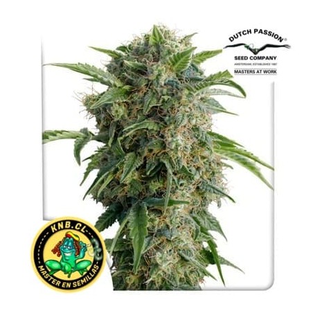 Auto Daiquiri Lime Dutch Passion semillas