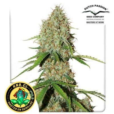 auto Brooklyn Sunrise semillas cannabis Dutch Passion
