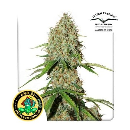 auto Brooklyn Sunrise semillas cannabis Dutch Passion