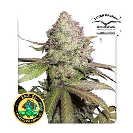 Semillas cannabis auto Charlotte Angel de Dutch Passion