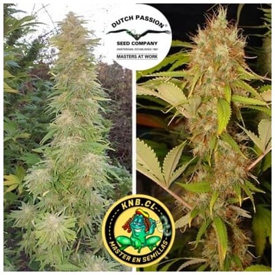 Mazar Dutch Passion semillas