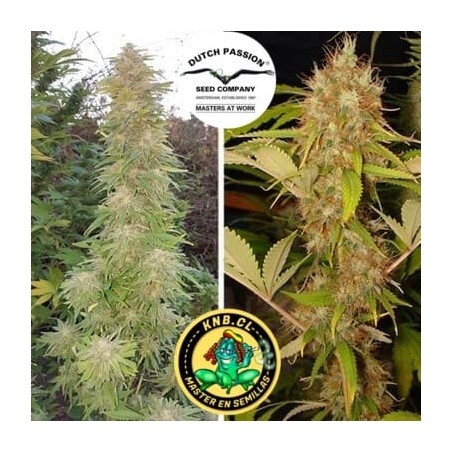 Mazar Dutch Passion semillas