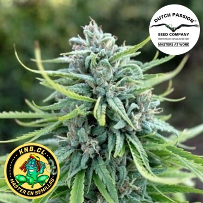 Durban Poison Dutch Passion semillas