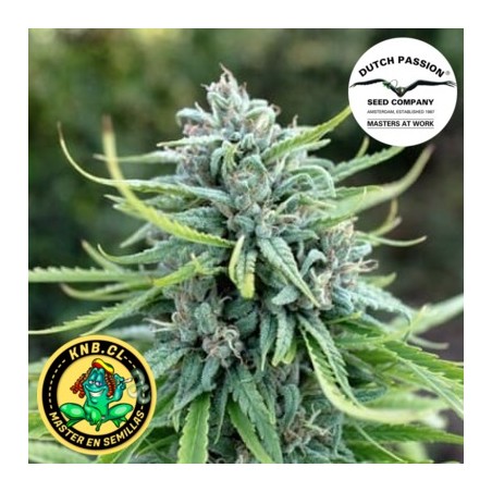 Durban Poison Dutch Passion semillas