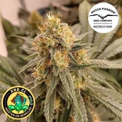 Hifi 4G Dutch Passion semillas