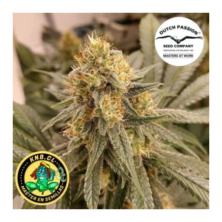 Hifi 4G Dutch Passion semillas