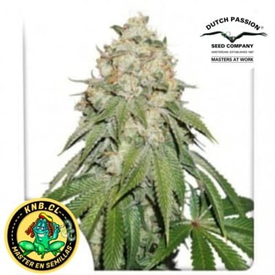 Banana Blaze Dutch Passion semillas