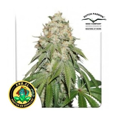 Banana Blaze Dutch Passion semillas