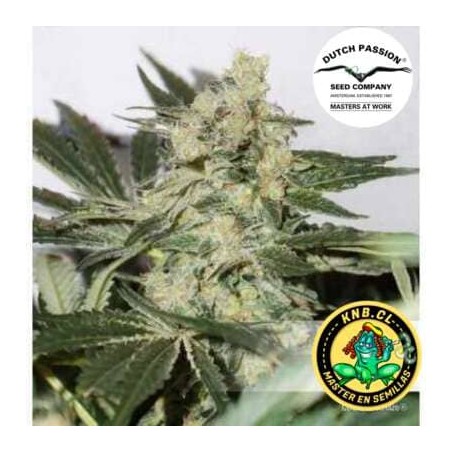 CBD Skunk Haze Dutch Passion semillas