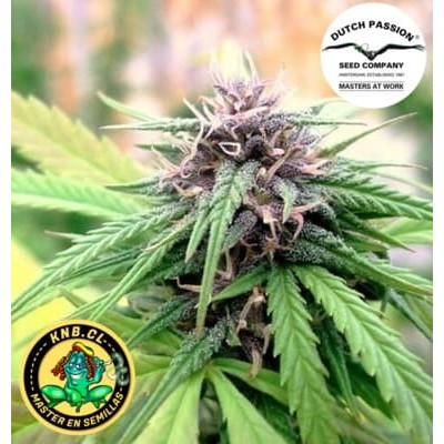 Hollands Hope Dutch Passion semillas cannabis