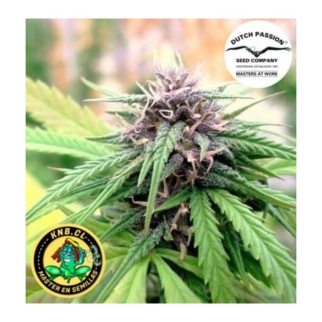 Hollands Hope Dutch Passion semillas cannabis